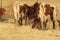 Closeup rearview of brown and white horned cows on dry grass grazing