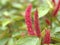 Closeup red Acalypha hispida Chenille plant in garden with rain drops and blurred background ,leaves in nature ,sweet color