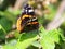 Closeup of a red admiral butterfly Vanenessa atalanta sits on green leaves