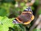 Closeup of a red admiral butterfly Vanenessa atalanta sits on green leaves