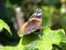 Closeup of a red admiral butterfly Vanenessa atalanta sits on green leaves an