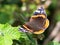 Closeup of a red admiral butterfly Vanenessa atalanta sits on green leaves