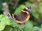 Closeup of a red admiral butterfly Vanenessa atalanta sits on green leaves