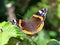 Closeup of a red admiral butterfly Vanenessa atalanta sits on green leaves