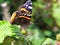 Closeup of a red admiral butterfly Vanenessa atalanta sits on green leaves warming up