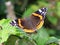 Closeup of a red admiral butterfly Vanenessa atalanta sits on green leaves and warms up