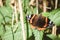 Closeup of a Red Admiral butterfly (Vanessa atalanta) sitting on a leaf with opened wings