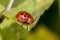 Closeup of red Argus Tortoise beetle or leaf beetle.