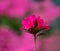 Closeup of Red Azalea Wildflowers