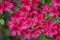 Closeup of Red Azalea wildflowers in the Mountains