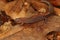 Closeup of a Red-backed salamander (Plethodon cinereus) on dried brown leaves