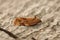 Closeup on the Red-barred Tortrix, Ditula angustiorana sitting on wood