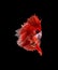 Closeup red beautiful small siam betta fish with black isolate background