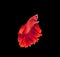 closeup red beautiful small siam betta fish with isolate background