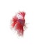 Closeup red beautiful small siam betta fish with white isolate background