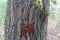 Closeup Red beetle with black dots (firebug) (Pyrrhocoris apterus) on the bark of a tree