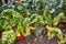 Closeup of red beets growing in the fields