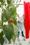 Closeup of red bell pepper leaves with scientist working in back