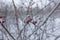 Closeup of red berries of Amur honeysuckle covered with hoar frost in mid January