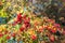 Closeup of red berries on branches of a hawthorn bush