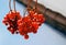 Closeup of red berries cluster of viburnum in winter.