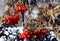 Closeup of red berries of Rowan cluster in winter day. Red viburnum.