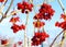 Closeup of red berries of Rowan cluster in winter day. Red viburnum.