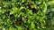 Closeup red berry green holly leaves holiday twig mistletoe christmas shrub greenery decoration leaf decor plant bush shrubbery