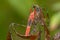 Closeup of a red and black insect in Chitwan National Park, Nepal