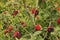 Closeup of red and black viburnum