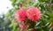 Closeup of red bottlebrush blossoms, blurry background