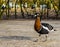 Closeup of a red breasted goose, Water bird from Siberia