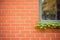 closeup of red brick texture on colonial home with ivy