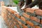 Closeup red bricklayers wall and teaxture of cement with motion blurred hand of worker and trowel in background