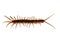 Closeup of a red-brown centipede isolated on white