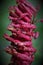 Closeup of a red buckeye (Aesculus pavia) flower