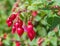 Closeup of a red budding Fuchsia plant