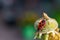 Closeup of a red bug on an unbloomed flower with a blurry background under sunlight