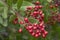 Closeup red bunch of fruit on wild toyon branches