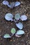 Closeup of red cabbage seedlings i