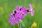 Closeup of a red campion silene dioica with a nice blurred background