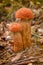 Closeup of red-capped scaber stalk mushroom at autumn in a forest