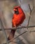 Closeup of red cardinal bird perching on a branch of plant
