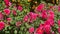 Closeup Red Chrysanthemum Flowers by Mandarin Trees