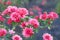 Closeup of red chrysanthemums in autumn garden, annuals. Greenery in city. Chrysanthemums in park