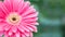 Closeup red chrysanthemun flower on blurred garden view background with copy space