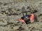 Closeup of a red-clawed fiddler crab on the wet sand