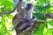 Closeup of red colobus monkeys Piliocolobus, Procolobus kirkii  sitting on tree branch sensing danger, baby embracing mothers