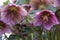 Closeup of red colored blossom of a christrose (helleborus)