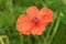 Closeup of a red common Flemish poppy flower, Papaver rhoas, against a green blurred background of a meadow field